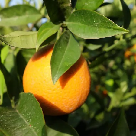 Le Jardin De Temeni Эйон