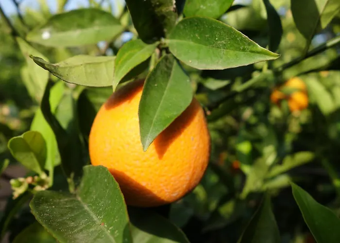 Le Jardin De Temeni Égio